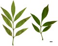 SpeciesSub: var. toumeyi SpeciesSub: var. toumeyi